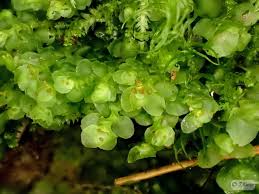 Attēlu rezultāti vaicājumam “Scapania nemorea”