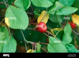 Attēlu rezultāti vaicājumam “Malus mandshurica fruit”