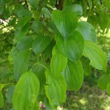 Attēlu rezultāti vaicājumam “Rhamnus cathartica leaf”