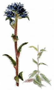 Attēlu rezultāti vaicājumam “Campanula cervicaria bud”