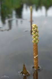 Attēlu rezultāti vaicājumam “Potamogeton praelongus leaf”