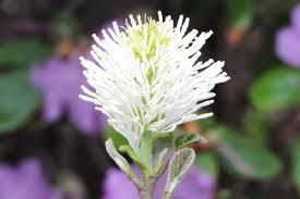 Attēlu rezultāti vaicājumam “Fothergilla major”