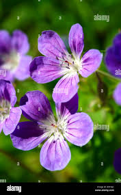 Attēlu rezultāti vaicājumam “Geranium sylvaticum flower”