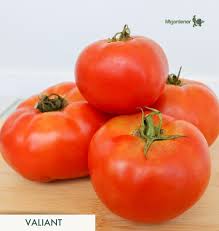 Afbeeldingsresultaat voor earl faux tomato