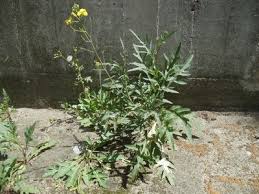 Image result for Diplotaxis tenuifolia