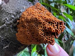 Attēlu rezultāti vaicājumam “Hemitrichia serpula macro”