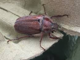 Attēlu rezultāti vaicājumam “Melolontha hippocastani”