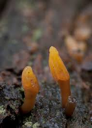 Attēlu rezultāti vaicājumam “Calocera glossoides”