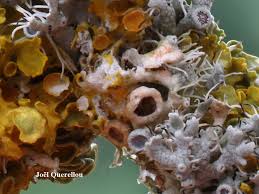 Attēlu rezultāti vaicājumam “Erythricium aurantiacum”