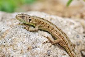 Attēlu rezultāti vaicājumam “Lacerta agilis female”