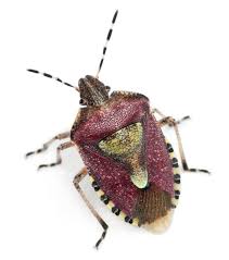 Attēlu rezultāti vaicājumam “Dolycoris baccarum”