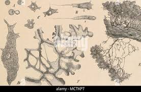 Attēlu rezultāti vaicājumam “Comatricha sp.”