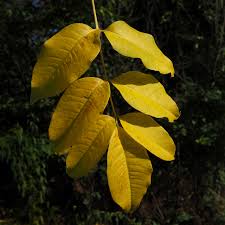 Attēlu rezultāti vaicājumam “Phellodendron amurense leaf”