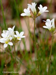 Attēlu rezultāti vaicājumam “Saxifraga granulata leaf”