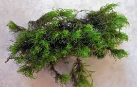 Attēlu rezultāti vaicājumam “Dicranum montanum sporophyte”