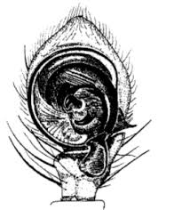 Attēlu rezultāti vaicājumam “Xysticus ulmi adult”