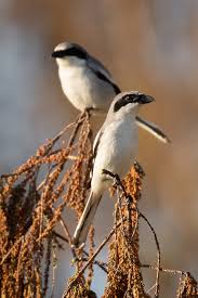Attēlu rezultāti vaicājumam “Laniidae”