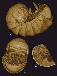 Attēlu rezultāti vaicājumam “Ommatoiulus vilnensis”