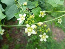 Attēlu rezultāti vaicājumam “Bryonia alba leaf”