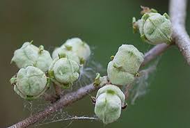 Attēlu rezultāti vaicājumam “Hamamelis vernalis bud”
