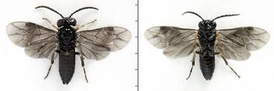 Attēlu rezultāti vaicājumam “Caliroa annulipes”