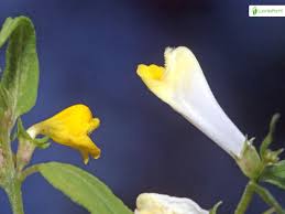 Attēlu rezultāti vaicājumam “Melampyrum sylvaticum leaf”