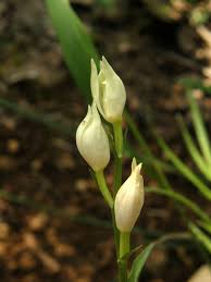 Attēlu rezultāti vaicājumam “Cephalanthera longifolia”