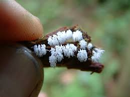 Attēlu rezultāti vaicājumam “Didymium serpula young”