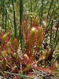 Attēlu rezultāti vaicājumam “Drosera anglica fruit”