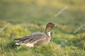 Attēlu rezultāti vaicājumam “Anser brachyrhynchus adult”