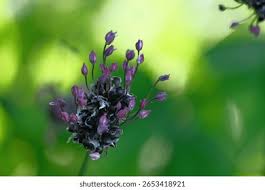 Attēlu rezultāti vaicājumam “Allium scorodoprasum bud”