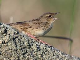 Image result for Locustella lanceolata