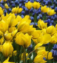 Attēlu rezultāti vaicājumam “Tulipa sylvestris”