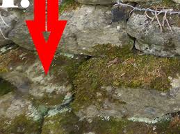 Attēlu rezultāti vaicājumam “Lepraria incana”