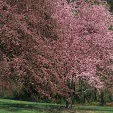 Attēlu rezultāti vaicājumam “Malus purpurea leaf”
