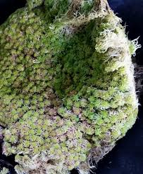 Attēlu rezultāti vaicājumam “Sphagnum capillifolium”