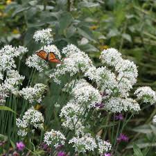 Image result for Allium tuberosum