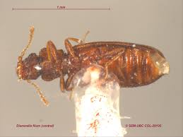 Attēlu rezultāti vaicājumam “Dienerella elongata”