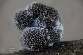 Attēlu rezultāti vaicājumam “Didymium melanospermum stalked”