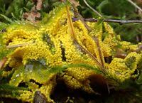 Attēlu rezultāti vaicājumam “Badhamia lilacina”