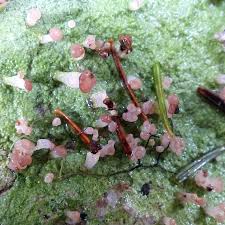 Attēlu rezultāti vaicājumam “Baeomyces rufus”