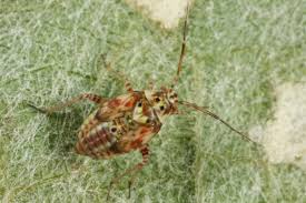 Attēlu rezultāti vaicājumam “Lygus pratensis imago”