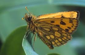 Attēlu rezultāti vaicājumam “Carterocephalus silvicolus”