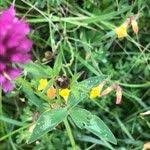 Attēlu rezultāti vaicājumam “Trifolium alpestre leaf”