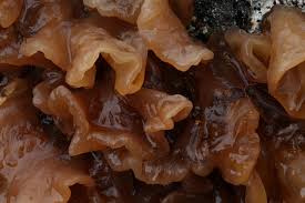 Attēlu rezultāti vaicājumam “Tremella foliacea”