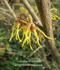 Attēlu rezultāti vaicājumam “Hamamelis virginiana bud”