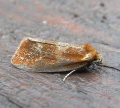 Attēlu rezultāti vaicājumam “Eulia ministrana”