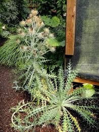 Image result for Ptilostemon afer