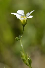Attēlu rezultāti vaicājumam “Linum catharticum flower”