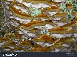 Attēlu rezultāti vaicājumam “Antrodia”